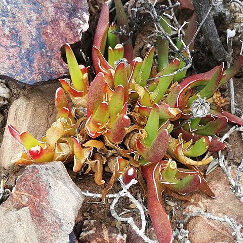 Glottiphyllum peersii unspecified picture