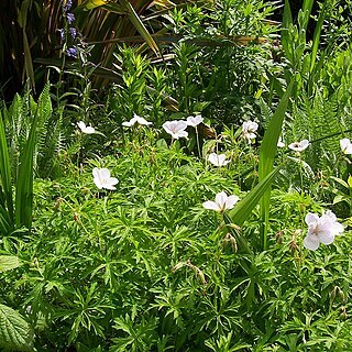 Geranium clarkei unspecified picture