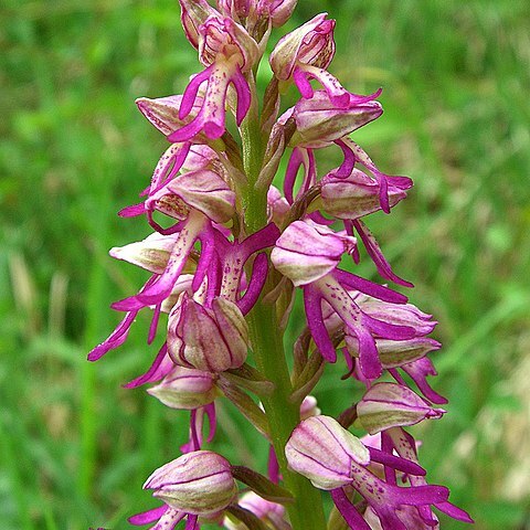 Orchis spuria unspecified picture