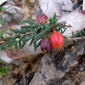 Micrantheum ericoides unspecified picture