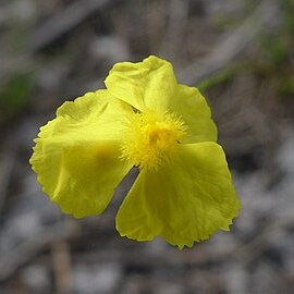 Xyris juncea unspecified picture