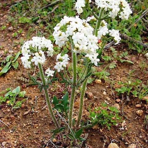 Valeriana aequiloba unspecified picture