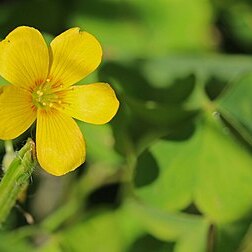 Oxalis suksdorfii unspecified picture