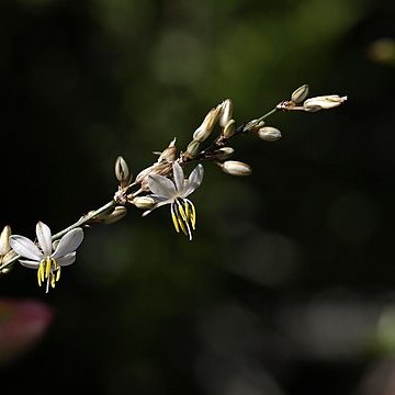 Chlorophytum saundersiae unspecified picture