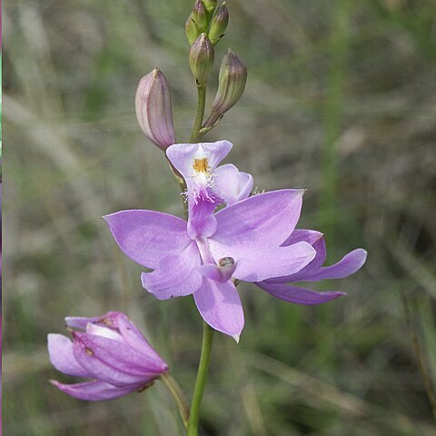 Calopogon multiflorus unspecified picture