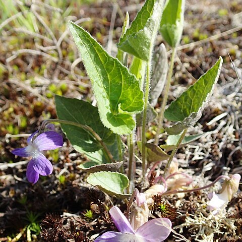 Viola novae-angliae unspecified picture