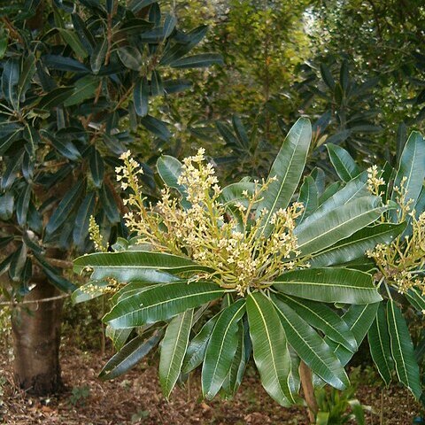 Protorhus longifolia unspecified picture