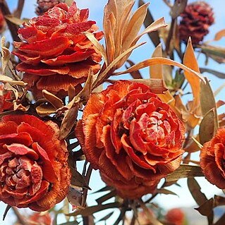 Leucadendron conicum unspecified picture