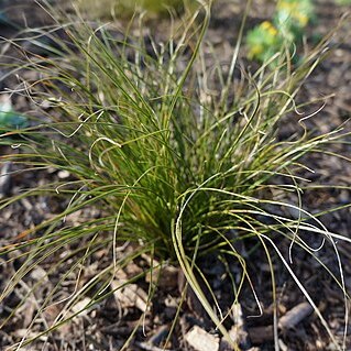 Carex testacea unspecified picture