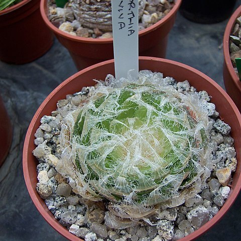 Haworthia semiviva unspecified picture