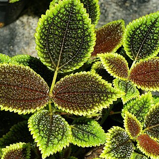 Pilea involucrata unspecified picture