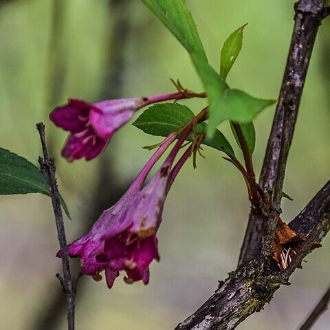 Weigela decora unspecified picture