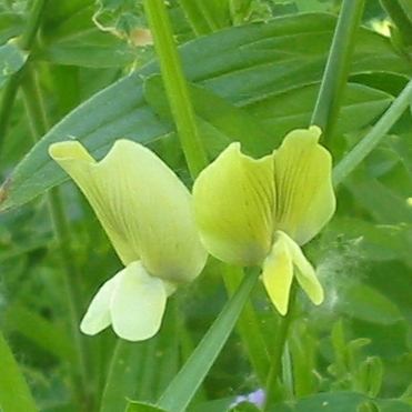 Vicia unspecified picture