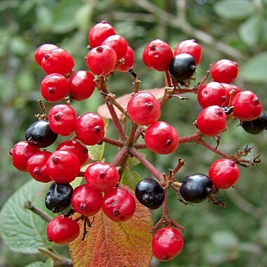 Viburnum schensianum unspecified picture