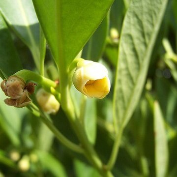 Illicium parviflorum unspecified picture