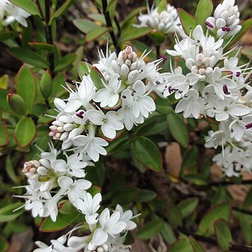 Veronica decumbens unspecified picture