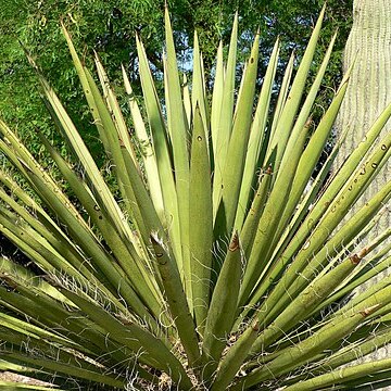 Yucca faxoniana unspecified picture