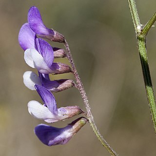 Vicia ludoviciana unspecified picture