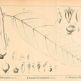 Discophora unspecified picture