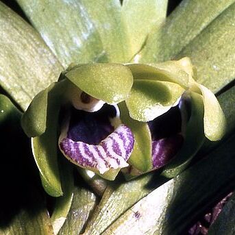 Vanda alpina unspecified picture