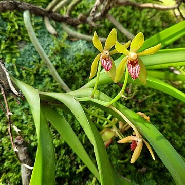 Vanda griffithii unspecified picture