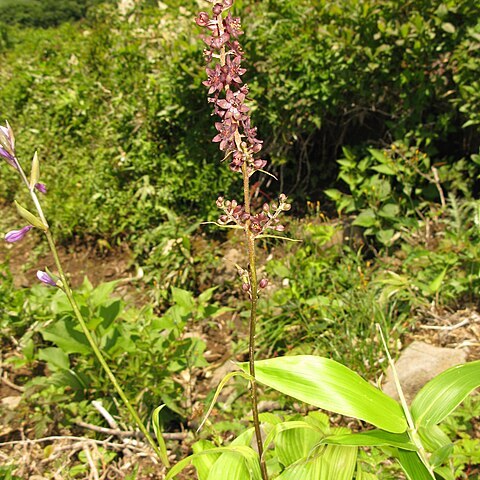 Veratrum maackii var. japonicum unspecified picture