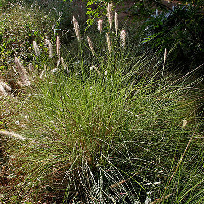 Pennisetum hohenackeri unspecified picture