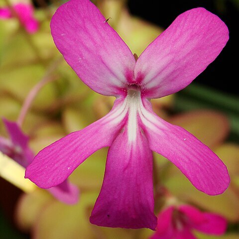 Lentibulariaceae unspecified picture