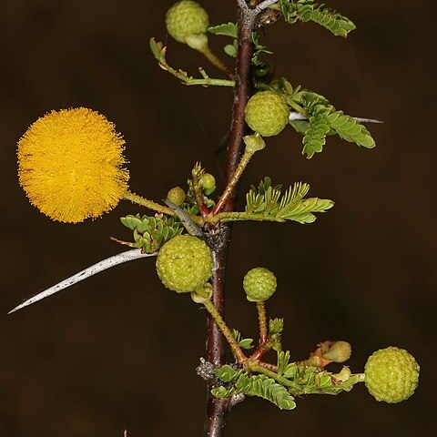 Vachellia tenuispina unspecified picture