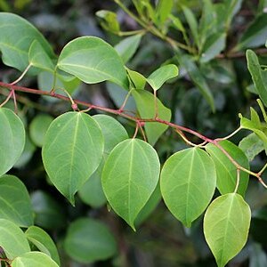 Berberidopsis beckleri unspecified picture