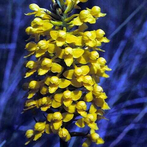 Platanthera integra unspecified picture