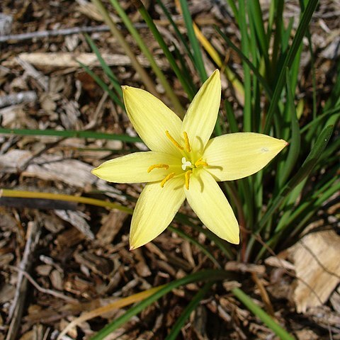 Zephyranthes primulina unspecified picture