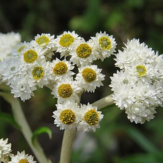 Anaphalis brevifolia unspecified picture