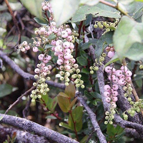 Gaultheria leucocarpa unspecified picture