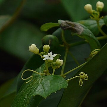 Zehneria scabra unspecified picture