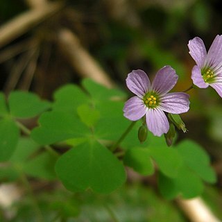 Oxalis rosea unspecified picture