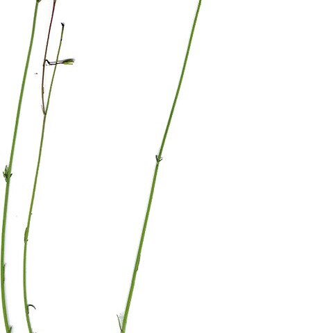 Wahlenbergia marginata unspecified picture