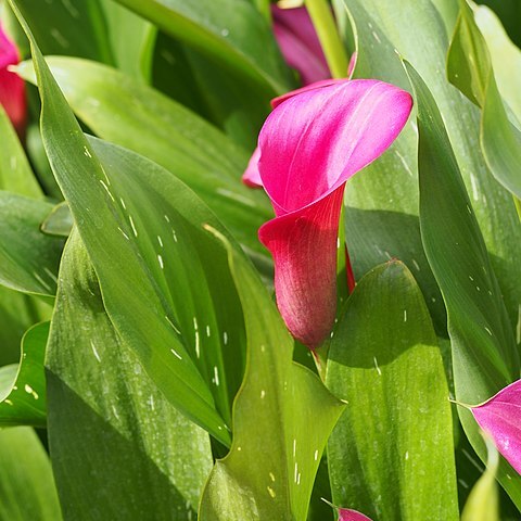 Zantedeschia pentlandii unspecified picture