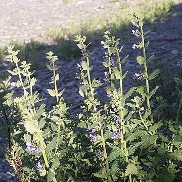 Lophanthus unspecified picture