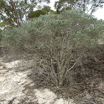 Melaleuca sapientes unspecified picture