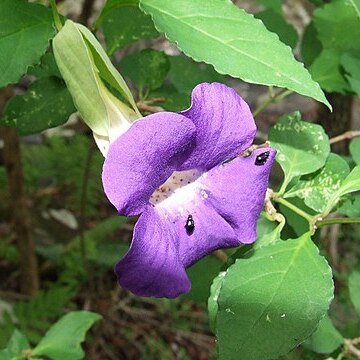 Thunbergia crispa unspecified picture