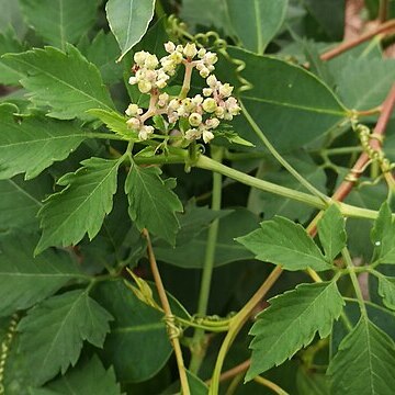 Cayratia clematidea unspecified picture