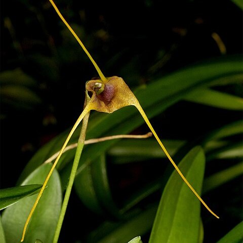 Masdevallia ligiae unspecified picture