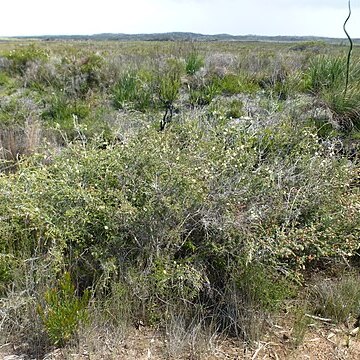 Melaleuca incana unspecified picture