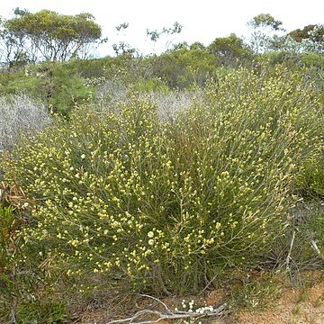 Melaleuca uncinata unspecified picture