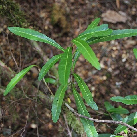 Cenarrhenes nitida unspecified picture