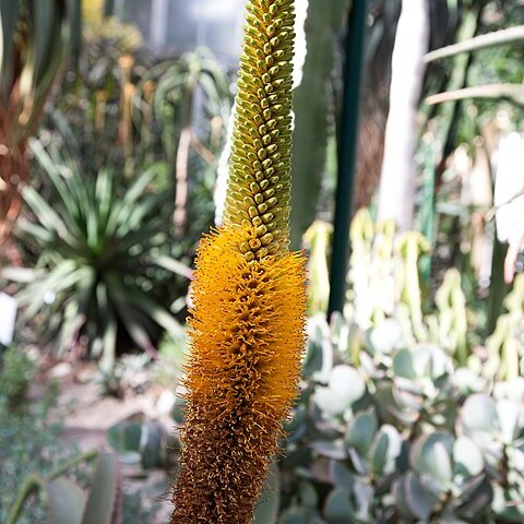 Aloe tauri unspecified picture