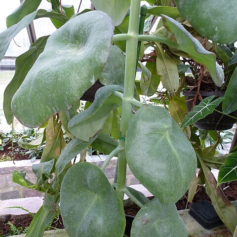 Kalanchoe nyikae unspecified picture