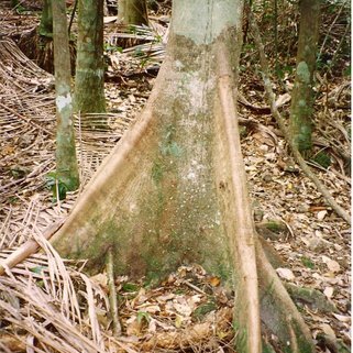 Endiandra discolor unspecified picture