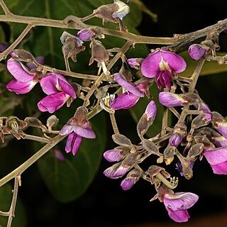 Philenoptera nelsii unspecified picture